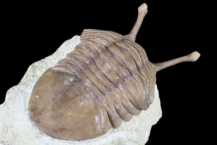 Asaphus Kowalewskii Trilobite With Stalk Eyes #85397